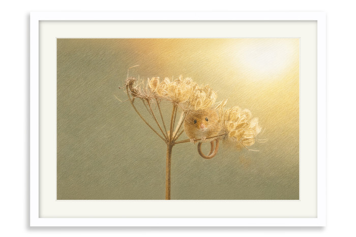 White Frame A4 -  21 x 29.7 cm (+£125.00)